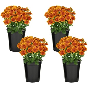 image:imageAltman Plants Bronze Chrysanthemum Plants Live Mums Plant 4PK in 1 Quart Pots Outside Garden Flowers for Fall Outdoor Flowering Hardy Mum Outdoor Plant Pack Easy Care