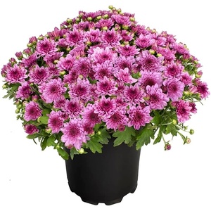 image:imageAltman Plants Pink Chrysanthemum Plant in 1 Gal Grower Pot Garden Mum Flowering Plants Outdoor Plants Live Mums Real Outdoor Plants Patio or Porch Flowers for Fall Easy Care