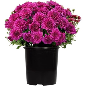 image:imageAltman Plants Purple Chrysanthemum Plant in 1 Gal Grower Pot Garden Mum Flowering Plants Outdoor Plants Live Mums Real Outdoor Plants Patio or Porch Flowers for Fall Easy Care