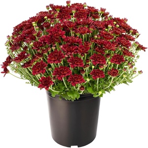 image:imageAltman Plants Red Chrysanthemum Plant in 1 Gal Grower Pot Garden Mum Flowering Plants Outdoor Plants Live Mums Real Outdoor Plants Patio or Porch Flowers for Fall Easy Care