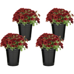 image:imageAltman Plants Red Chrysanthemum Plants Live Mums Plant 4PK in 1 Quart Pots Outside Garden Flowers for Fall Outdoor Flowering Hardy Mum Outdoor Plant Pack Easy Care