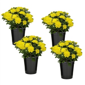 image:imageAltman Plants Yellow Chrysanthemum Plants Live Mums Plant 4PK in 1 Quart Pots Outside Garden Flowers for Fall Outdoor Flowering Hardy Mum Outdoor Plant Pack Easy Care