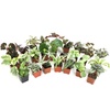 image:imageAltman Plants Live Houseplants 12PK Indoor Plants for Delivery Prime Live Plants and Gardening Gifts for Plant Lovers Planters for Indoor Plants with Potting Soil Live House Plants Indoors Live