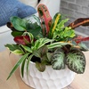 image:imageAltman Plants Live Houseplants 12PK Indoor Plants for Delivery Prime Live Plants and Gardening Gifts for Plant Lovers Planters for Indoor Plants with Potting Soil Live House Plants Indoors Live