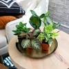 image:imageAltman Plants Live Houseplants 12PK Indoor Plants for Delivery Prime Live Plants and Gardening Gifts for Plant Lovers Planters for Indoor Plants with Potting Soil Live House Plants Indoors Live