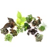 image:imageAltman Plants Live Houseplants 12PK Indoor Plants for Delivery Prime Live Plants and Gardening Gifts for Plant Lovers Planters for Indoor Plants with Potting Soil Live House Plants Indoors Live