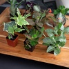image:imageAltman Plants Live Houseplants 12PK Indoor Plants for Delivery Prime Live Plants and Gardening Gifts for Plant Lovers Planters for Indoor Plants with Potting Soil Live House Plants Indoors Live