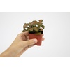 image:imageAltman Plants Live Houseplants 12PK Indoor Plants for Delivery Prime Live Plants and Gardening Gifts for Plant Lovers Planters for Indoor Plants with Potting Soil Live House Plants Indoors Live