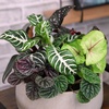image:imageAltman Plants Live Houseplants 12PK Indoor Plants for Delivery Prime Live Plants and Gardening Gifts for Plant Lovers Planters for Indoor Plants with Potting Soil Live House Plants Indoors Live