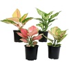 image:imageLive Aglaonema Chinese Evergreen Houseplants 4PK Indoor Houseplant Variegated Mix Pack Real Plant Box Rotating Assortment
