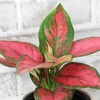 image:imageLive Aglaonema Chinese Evergreen Houseplants 4PK Indoor Houseplant Variegated Mix Pack Real Plant Box Rotating Assortment
