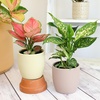 image:imageLive Aglaonema Chinese Evergreen Houseplants 4PK Indoor Houseplant Variegated Mix Pack Real Plant Box Rotating Assortment
