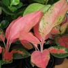 image:imageLive Aglaonema Chinese Evergreen Houseplants 4PK Indoor Houseplant Variegated Mix Pack Real Plant Box Rotating Assortment