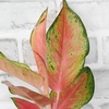 image:imageLive Aglaonema Chinese Evergreen Houseplants 4PK Indoor Houseplant Variegated Mix Pack Real Plant Box Rotating Assortment