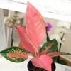 image:imageLive Aglaonema Chinese Evergreen Houseplants 4PK Indoor Houseplant Variegated Mix Pack Real Plant Box Rotating Assortment