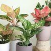 image:imageLive Aglaonema Chinese Evergreen Houseplants 4PK Indoor Houseplant Variegated Mix Pack Real Plant Box Rotating Assortment