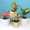 image:imageLive Aglaonema Chinese Evergreen Houseplants 4PK Indoor Houseplant Variegated Mix Pack Real Plant Box Rotating Assortment
