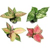 image:imageLive Aglaonema Chinese Evergreen Houseplants 4PK Indoor Houseplant Variegated Mix Pack Real Plant Box Rotating Assortment