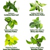 image:imagePopular Pothos amp Philodendron 6 Pack Easy Indoor House Plants for Beginners Real Houseplants Marble Queen Golden Variegated Varieties Vining Plants