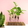 image:imagePopular Pothos amp Philodendron 6 Pack Easy Indoor House Plants for Beginners Real Houseplants Marble Queen Golden Variegated Varieties Vining Plants