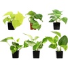 image:imagePopular Pothos amp Philodendron 6 Pack Easy Indoor House Plants for Beginners Real Houseplants Marble Queen Golden Variegated Varieties Vining Plants