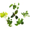 image:imagePopular Pothos amp Philodendron 6 Pack Easy Indoor House Plants for Beginners Real Houseplants Marble Queen Golden Variegated Varieties Vining Plants