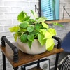 image:imagePopular Pothos amp Philodendron 6 Pack Easy Indoor House Plants for Beginners Real Houseplants Marble Queen Golden Variegated Varieties Vining Plants