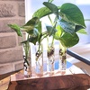 image:imagePopular Pothos amp Philodendron 6 Pack Easy Indoor House Plants for Beginners Real Houseplants Marble Queen Golden Variegated Varieties Vining Plants