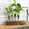 image:imagePopular Pothos amp Philodendron 6 Pack Easy Indoor House Plants for Beginners Real Houseplants Marble Queen Golden Variegated Varieties Vining Plants