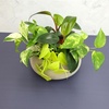 image:imagePopular Pothos amp Philodendron 6 Pack Easy Indoor House Plants for Beginners Real Houseplants Marble Queen Golden Variegated Varieties Vining Plants