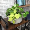 image:imagePopular Pothos amp Philodendron 6 Pack Easy Indoor House Plants for Beginners Real Houseplants Marble Queen Golden Variegated Varieties Vining Plants