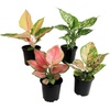 image:imageLive Aglaonema Chinese Evergreen Houseplants 4PK Indoor Houseplant Variegated Mix Pack Real Plant Box Rotating Assortment