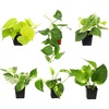 image:imagePopular Pothos amp Philodendron 6 Pack Easy Indoor House Plants for Beginners Real Houseplants Marble Queen Golden Variegated Varieties Vining Plants
