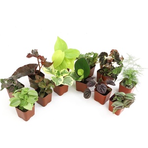 image:imageAltman Plants Live Houseplants 12PK Indoor Plants for Delivery Prime Live Plants and Gardening Gifts for Plant Lovers Planters for Indoor Plants with Potting Soil Live House Plants Indoors Live