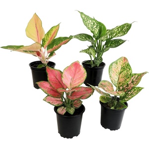 image:imageLive Aglaonema Chinese Evergreen Houseplants 4PK Indoor Houseplant Variegated Mix Pack Real Plant Box Rotating Assortment