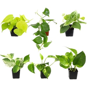 image:imagePopular Pothos amp Philodendron 6 Pack Easy Indoor House Plants for Beginners Real Houseplants Marble Queen Golden Variegated Varieties Vining Plants