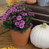image:imageAltman Plants Pink Chrysanthemum Plants Live Mums Plant 4PK in 1 Quart Pots Outside Garden Flowers for Fall Outdoor Flowering Hardy Mum Outdoor Plant Pack Easy Care