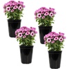 image:imageAltman Plants Pink Chrysanthemum Plants Live Mums Plant 4PK in 1 Quart Pots Outside Garden Flowers for Fall Outdoor Flowering Hardy Mum Outdoor Plant Pack Easy Care