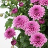 image:imageAltman Plants Pink Chrysanthemum Plants Live Mums Plant 4PK in 1 Quart Pots Outside Garden Flowers for Fall Outdoor Flowering Hardy Mum Outdoor Plant Pack Easy Care