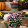 image:imageAltman Plants Pink Chrysanthemum Plants Live Mums Plant 4PK in 1 Quart Pots Outside Garden Flowers for Fall Outdoor Flowering Hardy Mum Outdoor Plant Pack Easy Care