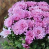 image:imageAltman Plants Pink Chrysanthemum Plants Live Mums Plant 4PK in 1 Quart Pots Outside Garden Flowers for Fall Outdoor Flowering Hardy Mum Outdoor Plant Pack Easy Care