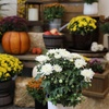 image:imageAltman Plants White Chrysanthemum Plants Live Mums Plant 4PK in 1 Quart Pots Outside Garden Flowers for Fall Outdoor Flowering Hardy Mum Outdoor Plant Pack Easy Care