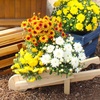 image:imageAltman Plants White Chrysanthemum Plants Live Mums Plant 4PK in 1 Quart Pots Outside Garden Flowers for Fall Outdoor Flowering Hardy Mum Outdoor Plant Pack Easy Care