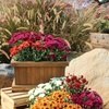image:imageAltman Plants White Chrysanthemum Plants Live Mums Plant 4PK in 1 Quart Pots Outside Garden Flowers for Fall Outdoor Flowering Hardy Mum Outdoor Plant Pack Easy Care