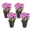 image:imageAltman Plants Pink Chrysanthemum Plants Live Mums Plant 4PK in 1 Quart Pots Outside Garden Flowers for Fall Outdoor Flowering Hardy Mum Outdoor Plant Pack Easy Care