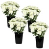 image:imageAltman Plants White Chrysanthemum Plants Live Mums Plant 4PK in 1 Quart Pots Outside Garden Flowers for Fall Outdoor Flowering Hardy Mum Outdoor Plant Pack Easy Care