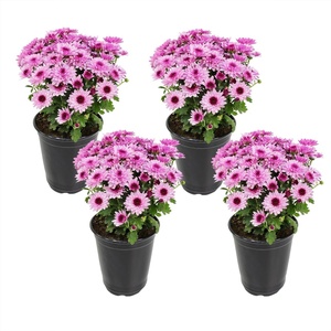 image:imageAltman Plants Pink Chrysanthemum Plants Live Mums Plant 4PK in 1 Quart Pots Outside Garden Flowers for Fall Outdoor Flowering Hardy Mum Outdoor Plant Pack Easy Care