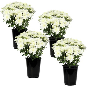 image:imageAltman Plants White Chrysanthemum Plants Live Mums Plant 4PK in 1 Quart Pots Outside Garden Flowers for Fall Outdoor Flowering Hardy Mum Outdoor Plant Pack Easy Care