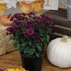 image:imageAltman Plants Purple Chrysanthemum Plants Live Mums Plant 4PK in 1 Quart Pots Outside Garden Flowers for Fall Outdoor Flowering Hardy Mum Outdoor Plant Pack Easy Care