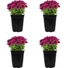 image:imageAltman Plants Purple Chrysanthemum Plants Live Mums Plant 4PK in 1 Quart Pots Outside Garden Flowers for Fall Outdoor Flowering Hardy Mum Outdoor Plant Pack Easy Care